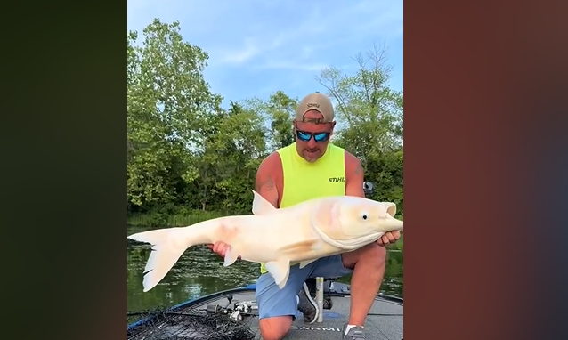 Albino bighead carp